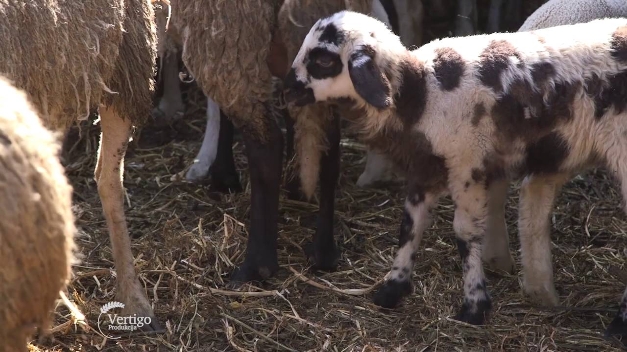 Uzgoj virtemberg ovaca u Curugu - U nasem ataru 645