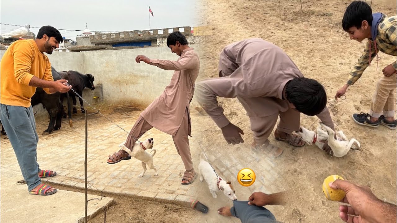 Bohat Ajeeb Dog Hay 🤭 Sab Ko Kat Raha 😃