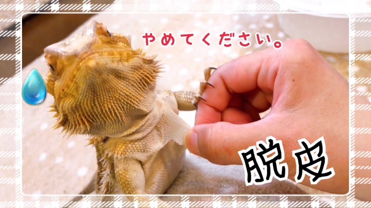 【フトアゴ】の脱皮☆！