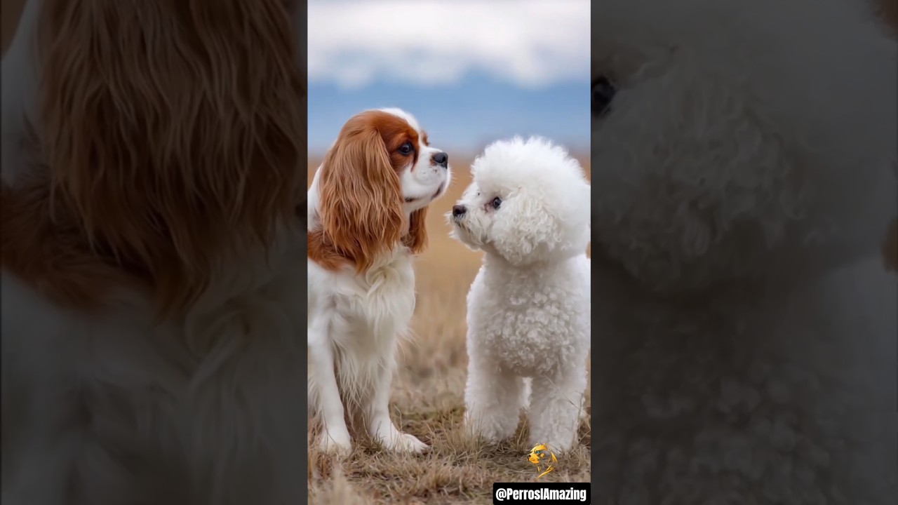 CAVALIER and BICHON FRISE 🧬🐾 (Hybrid Dog) 