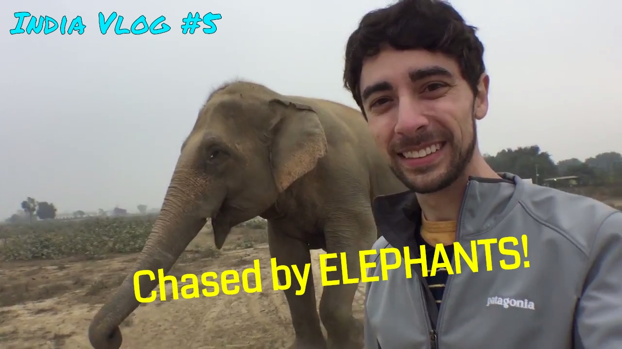 Chased by ELEPHANTS at Wildlife SOS Mathura! (India Vlog #5)