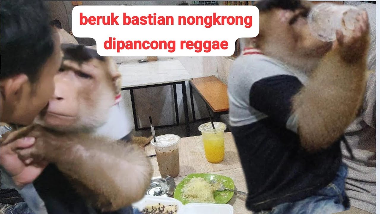 beruk bastian nongkrong di warung pancong!