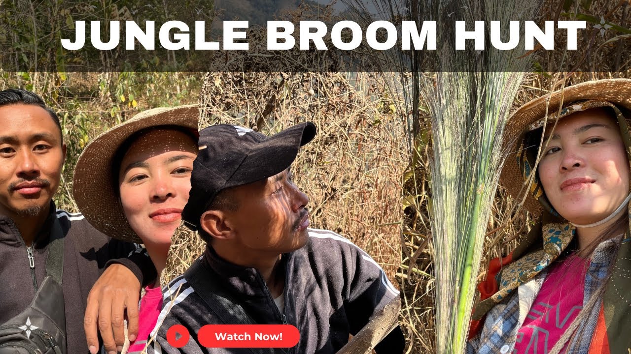 Jungle Broom Hunt #jungle #fun 