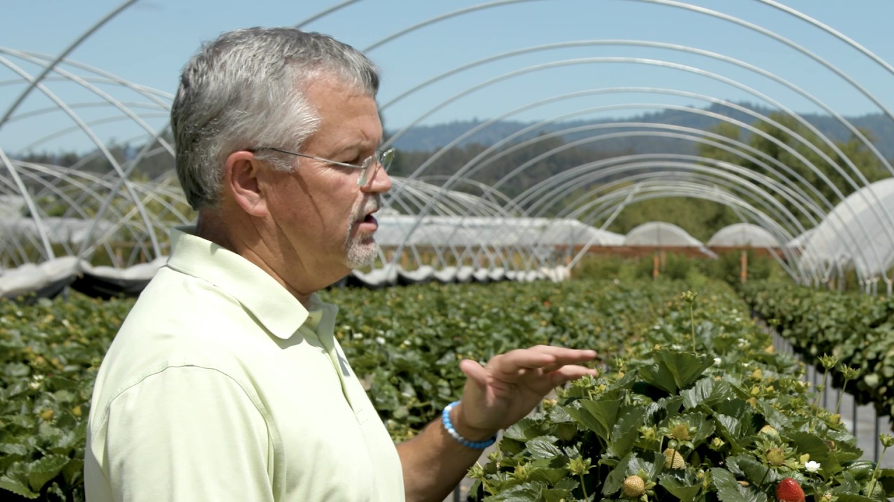 The Source Live | Driscoll's Strawberries