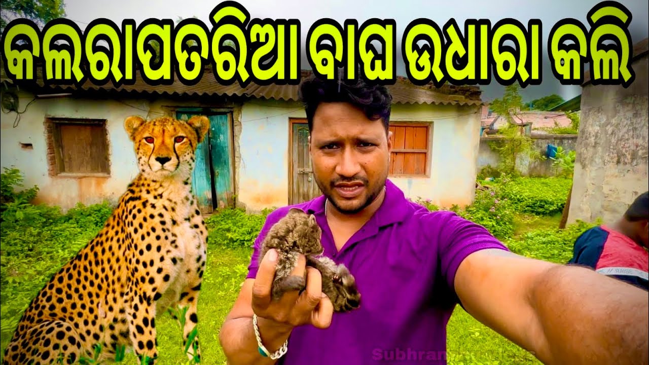 ଏ କି ପ୍ରକାର ଜଙ୍ଗଲି ବାଘ ଉଧାର କଲି ? || odia pet vlog || mini zoo Odisha || bird farm Odisha ||