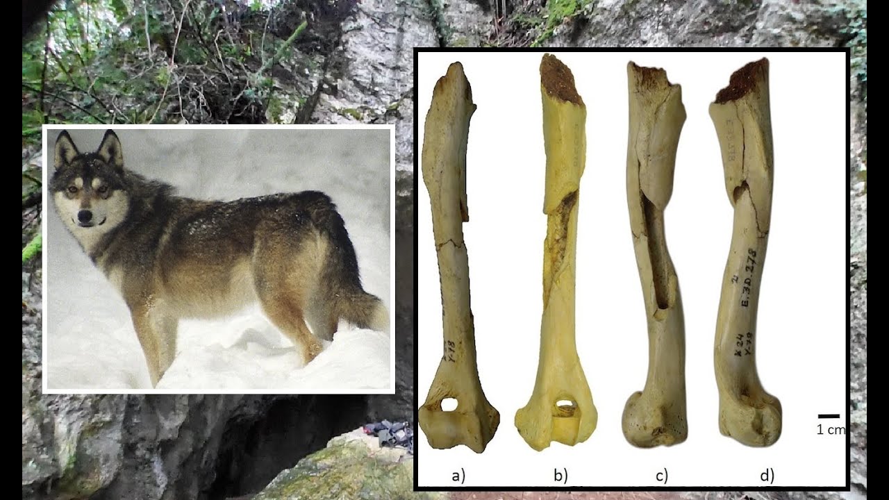 17,000 year-old Dog Unearthed in Basque Country Spain