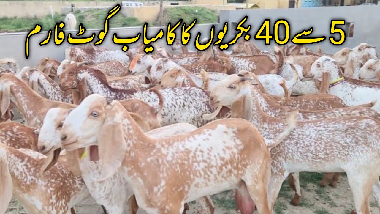 Rana Goat Farm With 40 Goats in 3 years #goatfarming #bakripalan #cattleworld