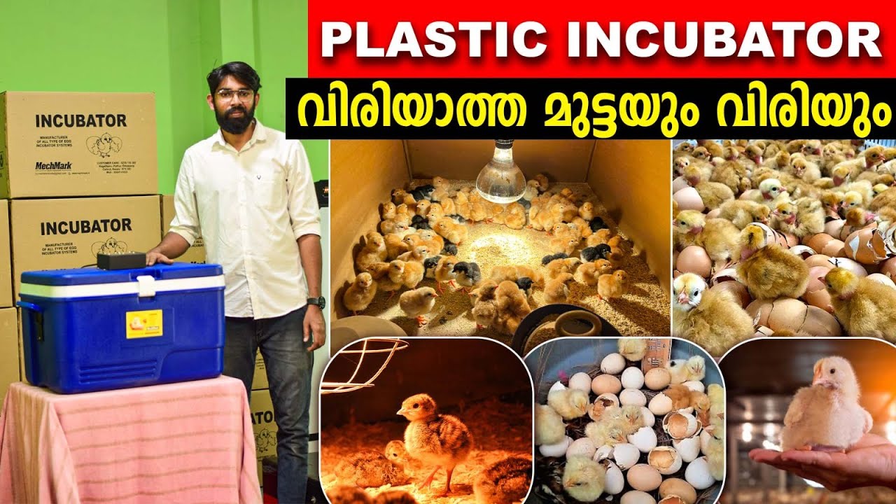 കോഴി ,കാട ,ഗിനി ,താറാവ് | വിരിയാത്ത മുട്ടയും വിരിയും | Low Cost PLASTIC INCUBATOR Box