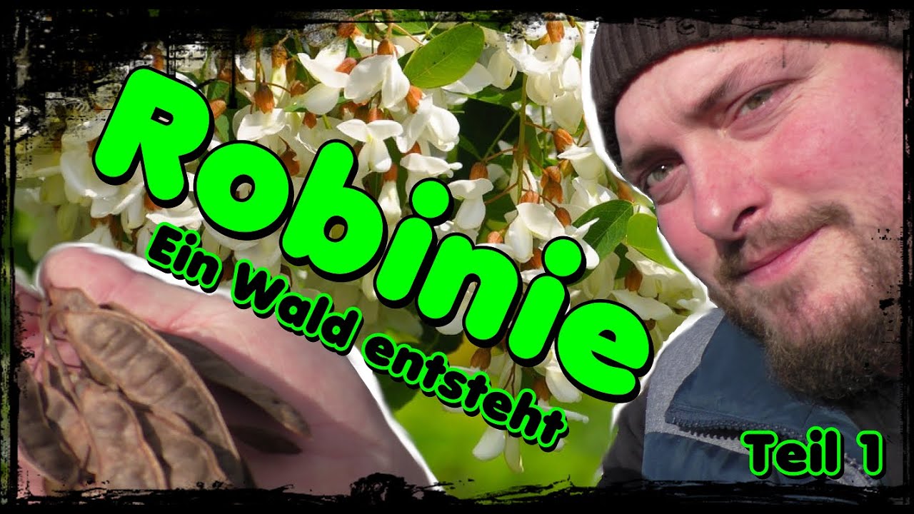 🌳 Ein Wald entsteht 🌳 Robinie vom Kern zum Baum 🌱 Teil1