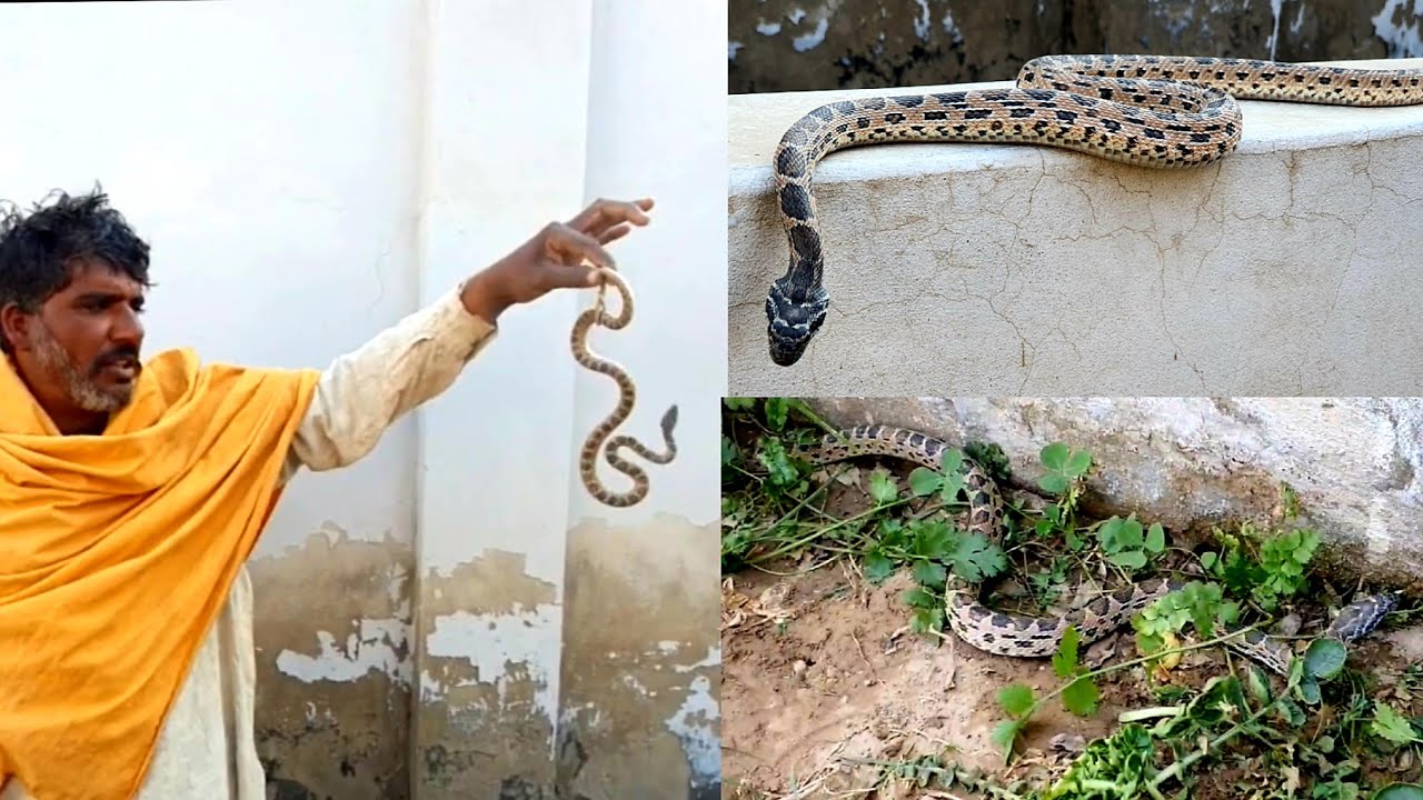 Brown Rat Snake Rescue from a Fish Pond