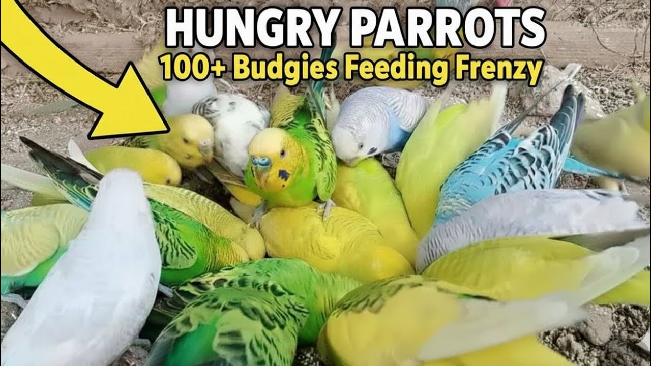 Budgies Parrot Colony Sound  | parrot New Long Video #birds #budgies #parrot