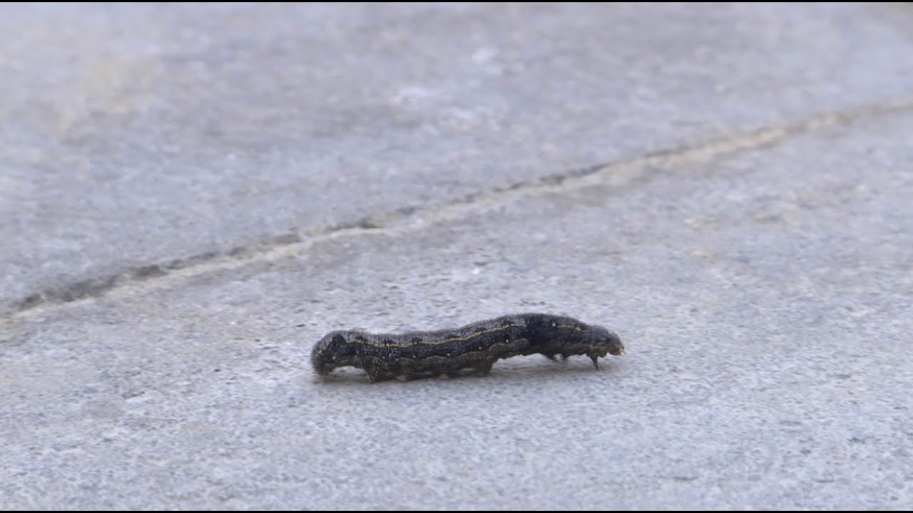 Bishop Fitzgerald students evacuated due to caterpillar infestation