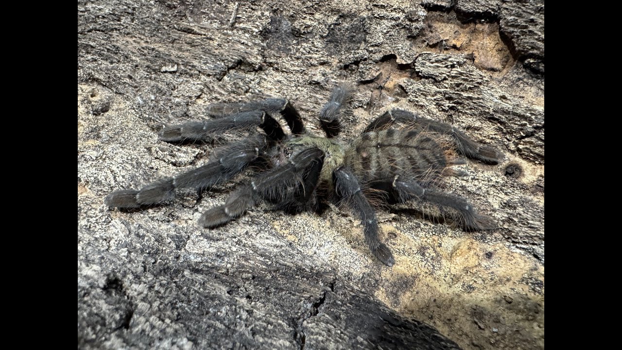 Cyriopagopus sp 