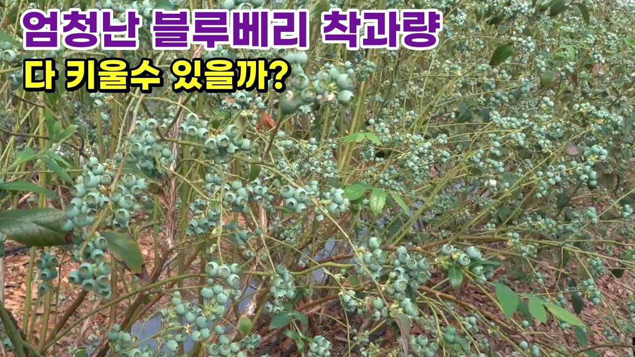 [심은지 2년된 블루베리 주당 8kg 수확 도전] 착과 완료 후 수확까지 비대, 착색, 당도를 위한 방안