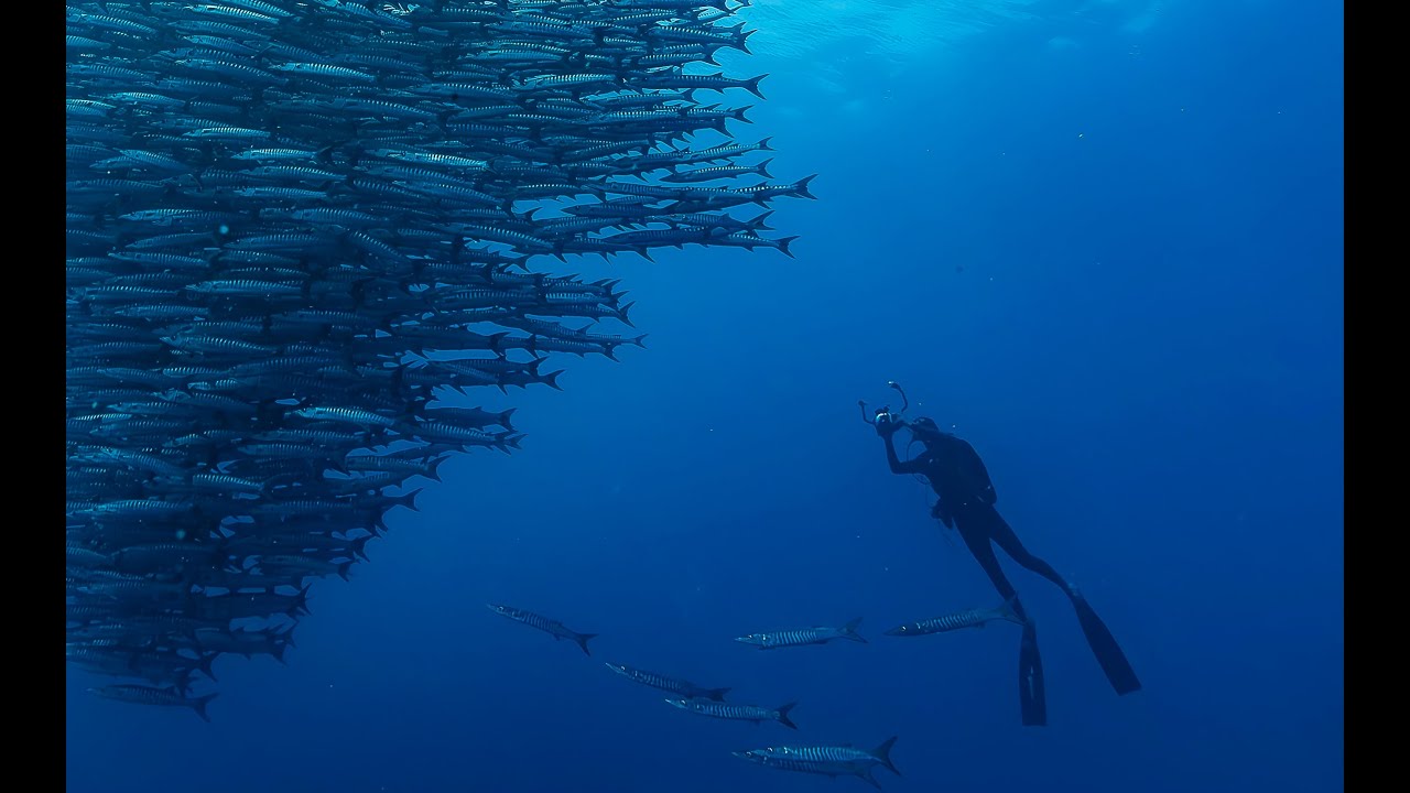 Diving Borneo 4k - Maratua Atoll