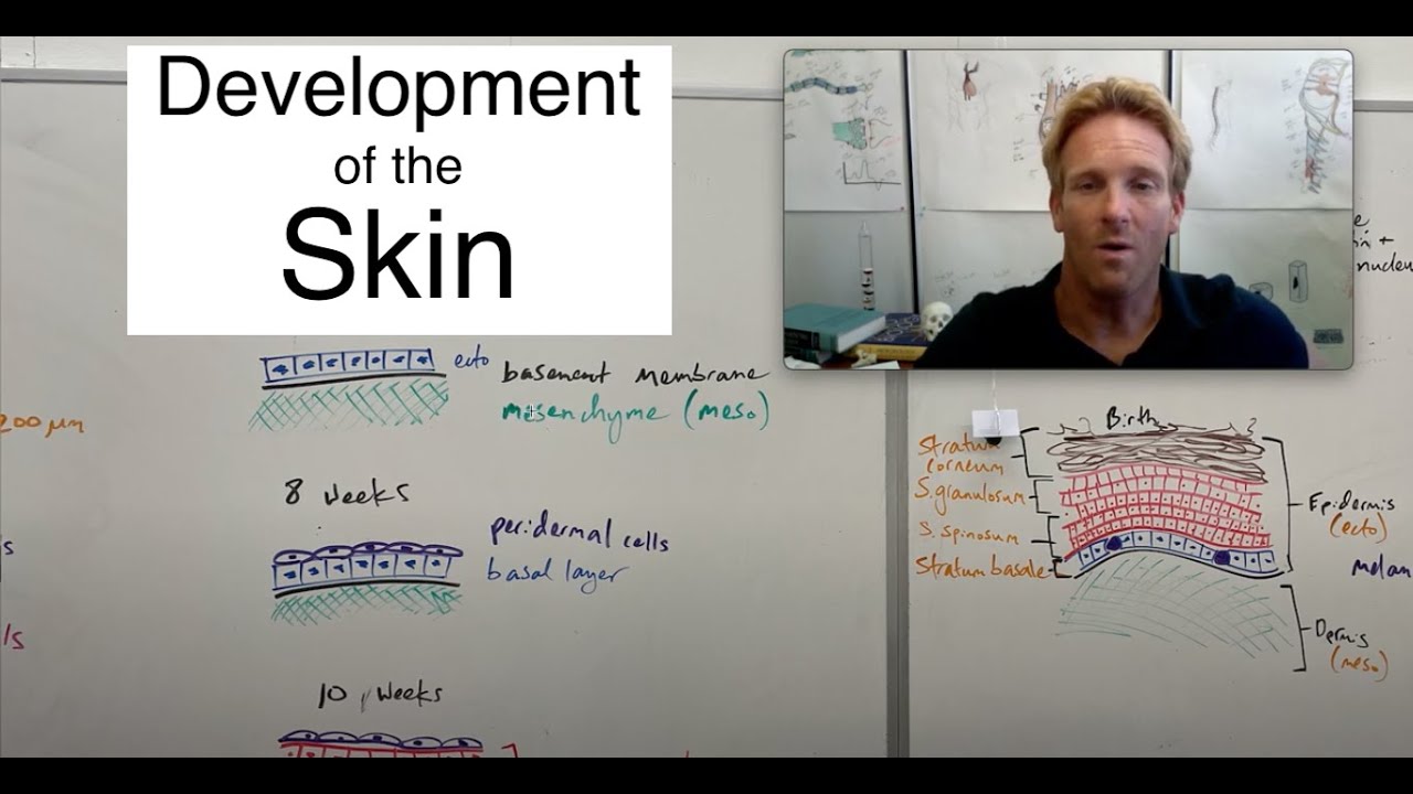 Development of the skin
