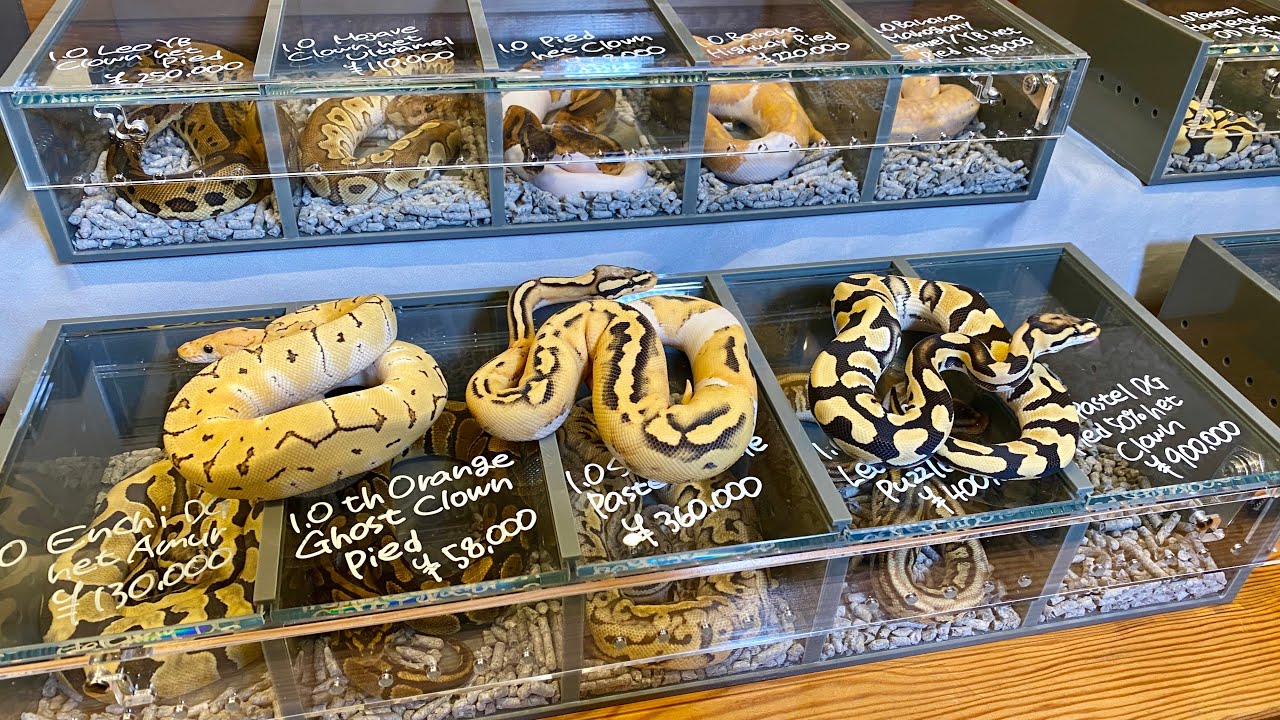 ボールパイソン専門店のイベントで更なる沼を見つけてしまいました...【06in TOKYO】