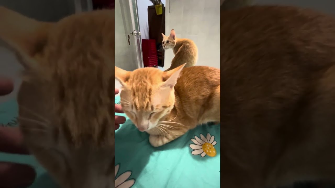 Tomcats vs cats queen tình yêu của cậu vàng dành cho nữ hoàng 🫅 nhưng không được hồi đáp nó thẩn thơ
