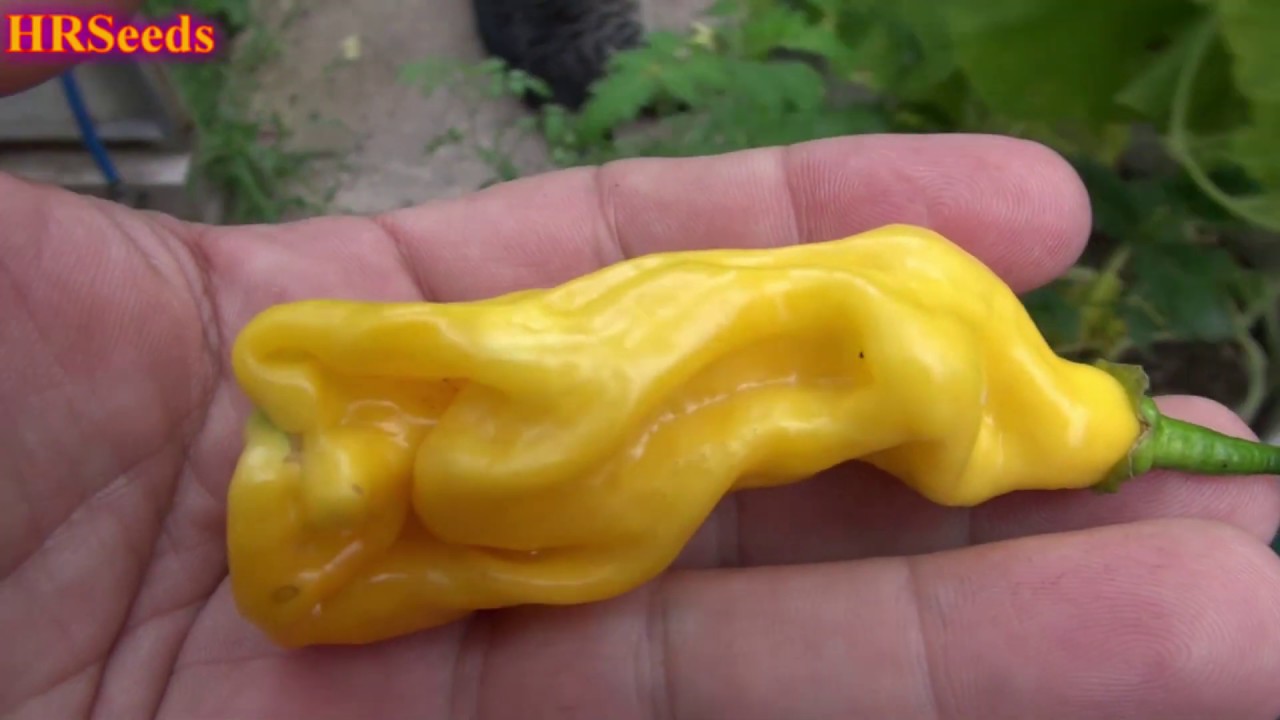 ⟹ Madame Jeanette Yellow Pepper | Capsicum chinense | Pod Review