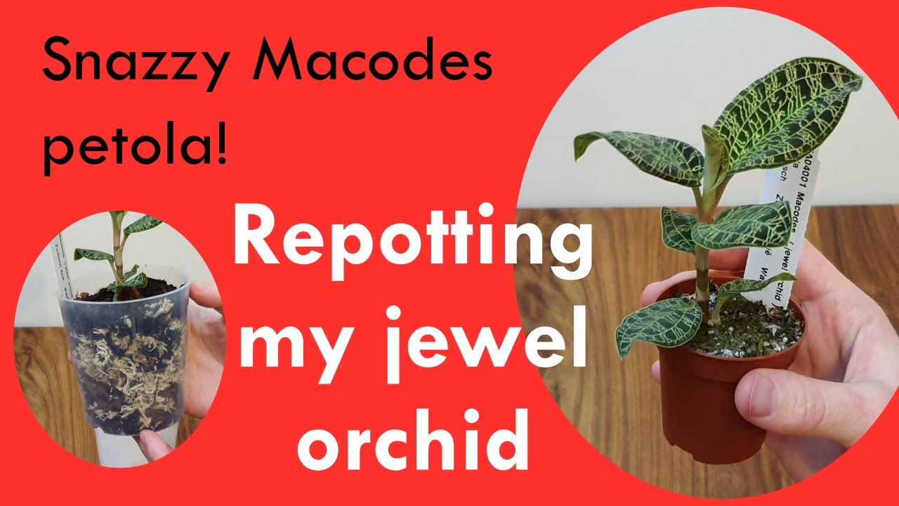 Jewel orchid repot - the snazzy Macodes petola!