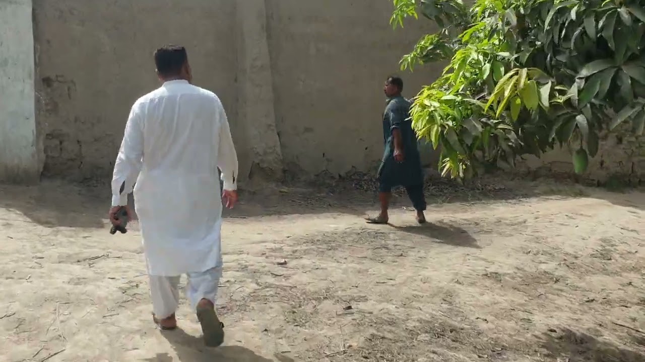 Best  Mango farm  in the Tando Allahyar