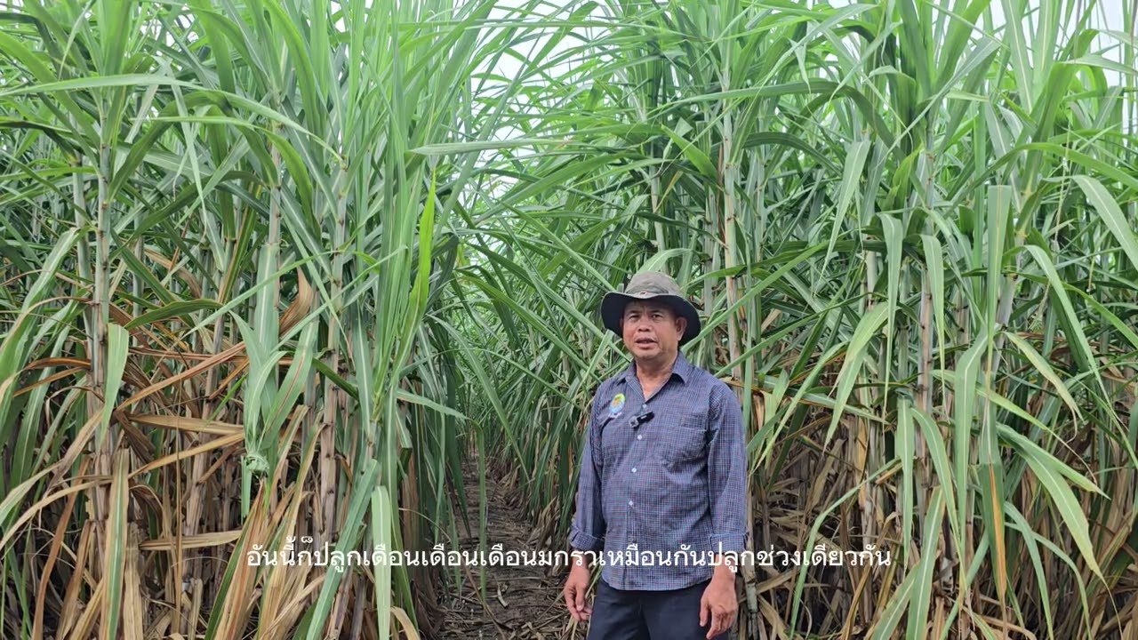 แนะนำพันธุ์อ้อย
