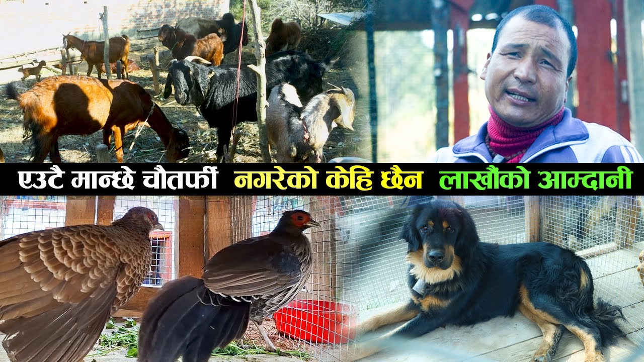 सल्यानका Bijaya Gharti जसले नगरेकाे काम केहि छैन । कृषि र पशुपन्छी पालनबाट मात्रै लाखौंको आम्दानी