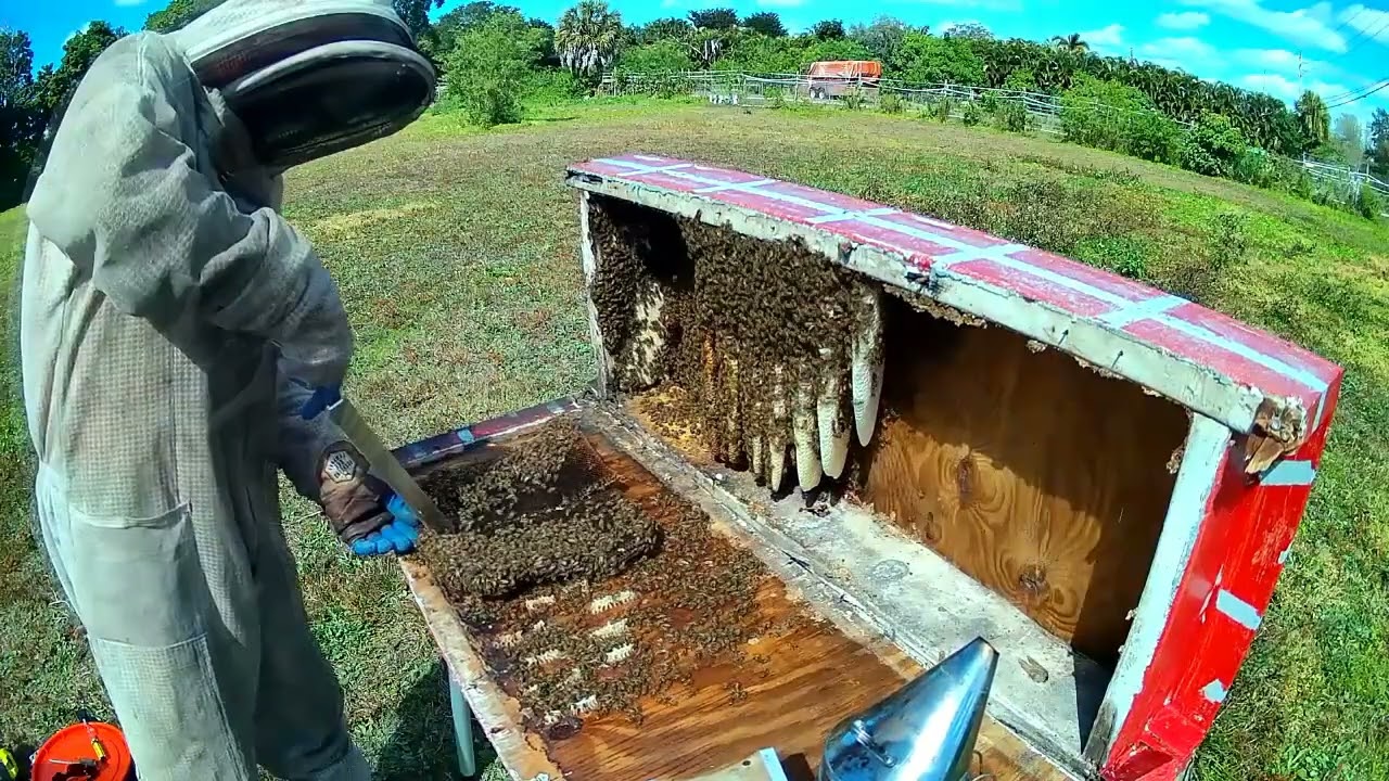 Plantation 2-9-26