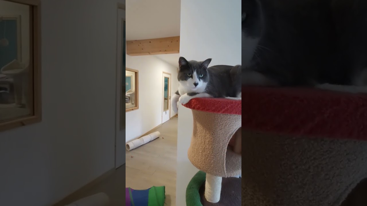 Chats en vacances - La vidéo du jour : 18/02/2026
