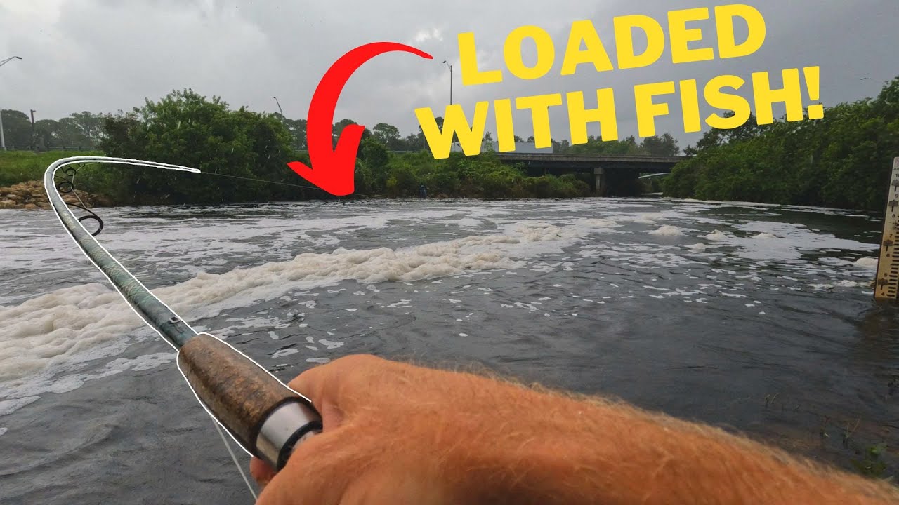 This Spillway Was LOADED WITH FISH!!!#FloridaFishing #SouthFlorida #SpillwayFishing