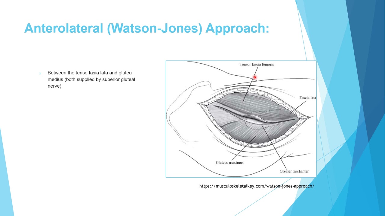 Anatomy 1