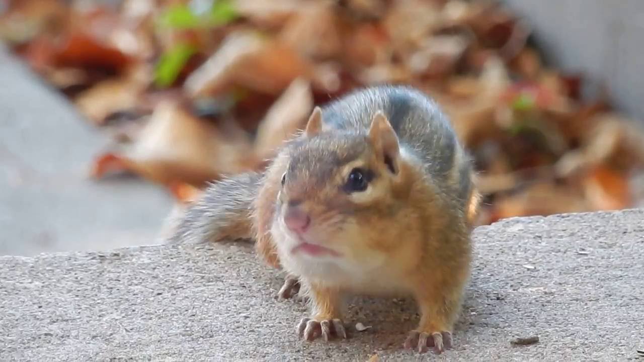 Super chirping chipmunk 8/18/2016. Amazingly vocal.