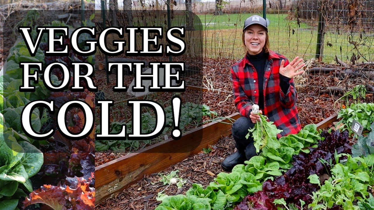 November Vegetable Garden Tour 2020- Cold Hardy Veggies!