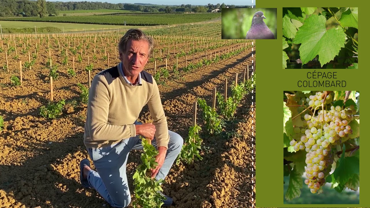 Un nouveau c&eacute;page au Ch&acirc;teau Bonnet : le Colombard