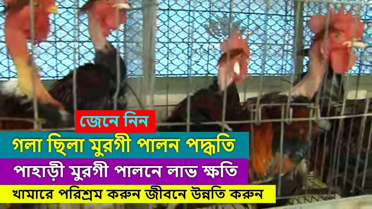 গলা ছিলা মুরগী ও পাহাড়ী মুরগী, আসিতেছে খামারীদের সুদিন ফিরাতে | অল্পদিনে ওজন, দাম ও ডিম বেশি হবে