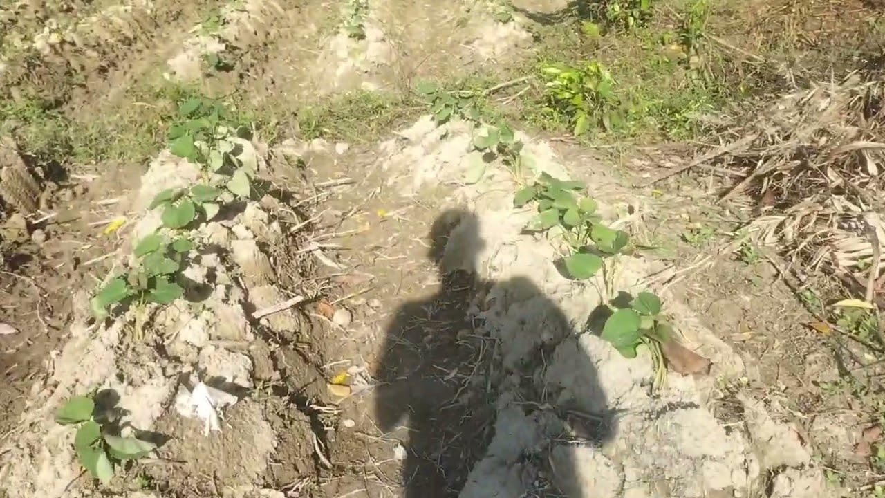 Cara tanam ubi jalar.hasil luar biasa.media tanam dipakai berkali - kali#petani#petaniindonesia#fyp