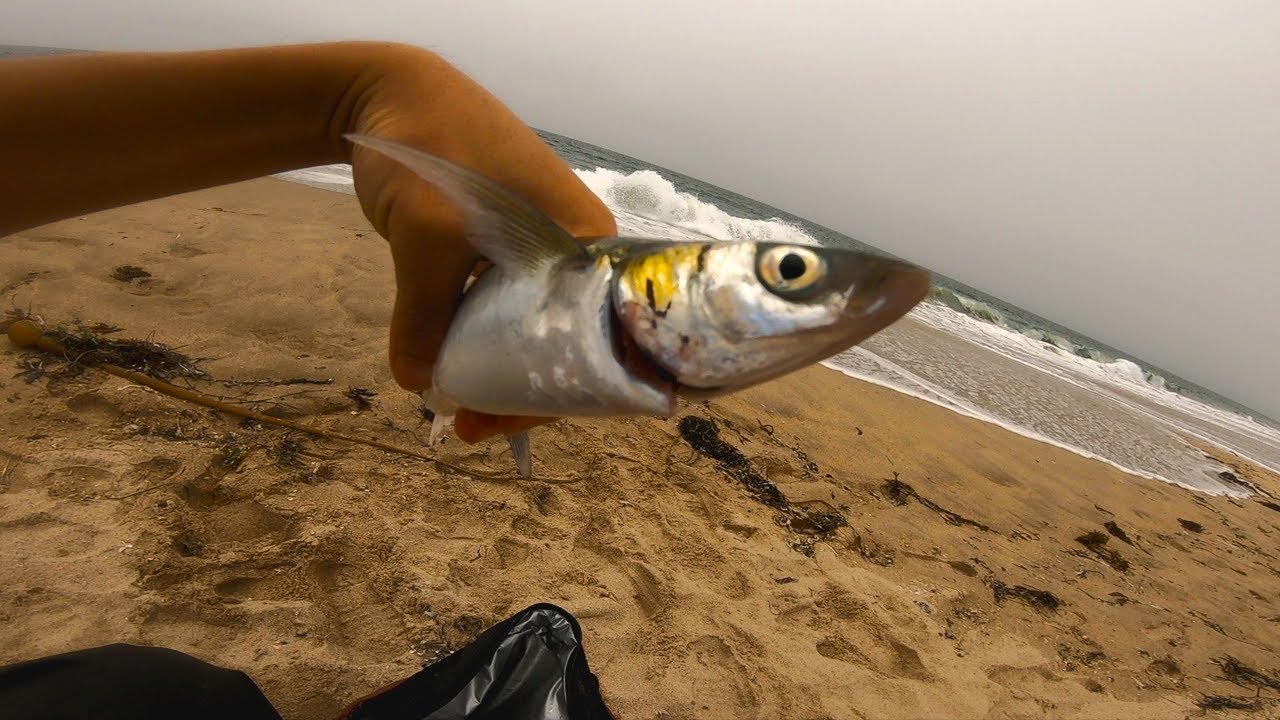 【Fishing Chef】Catch and Cook Trash Fish?aka JackSmelt!