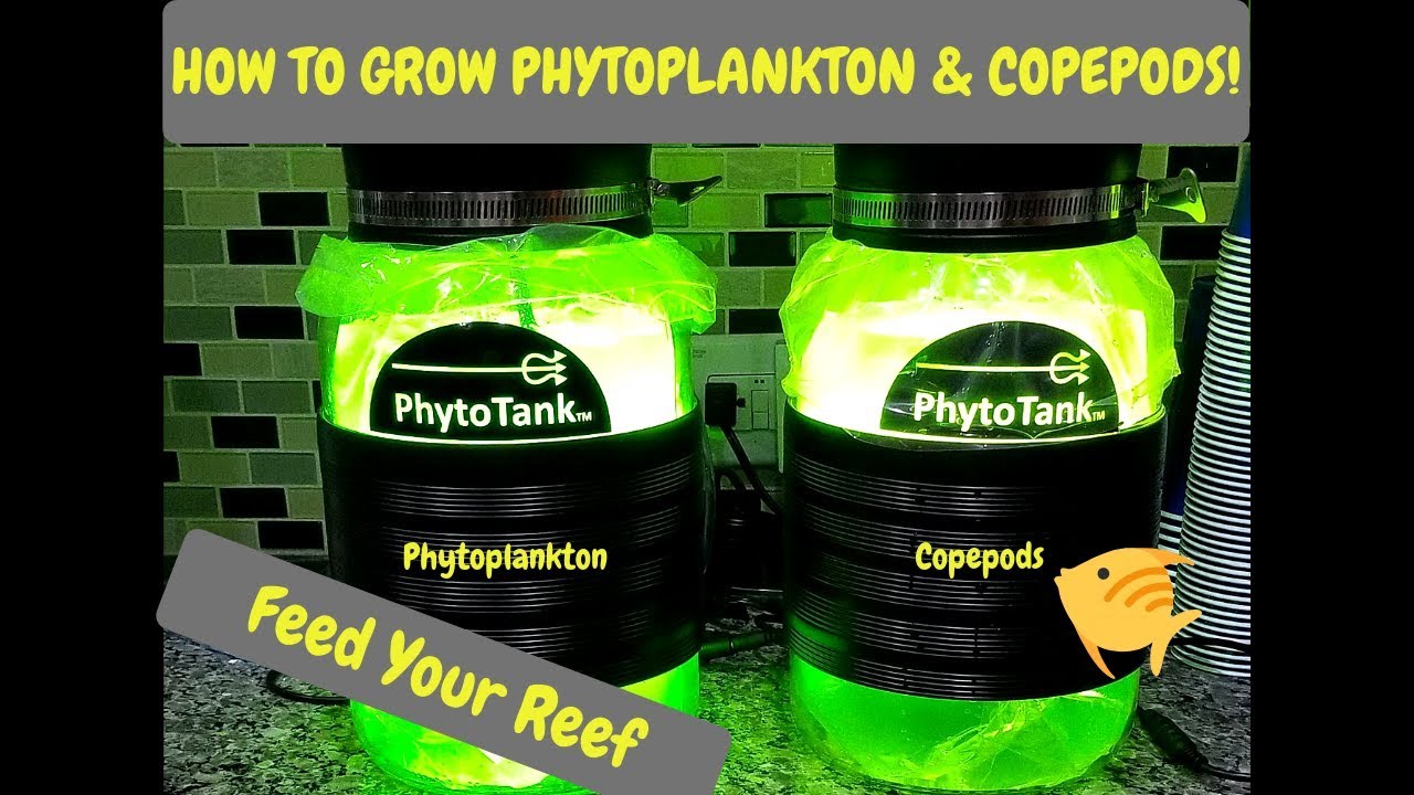How To Harvest Phytoplankton & Copepods - Poseidon Reef Systems - Culturing Phyto & Copepods