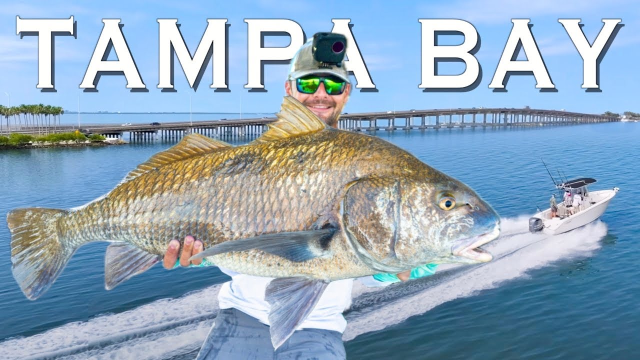 2 Days Chasing Tampa Bay's Bridge BEASTS