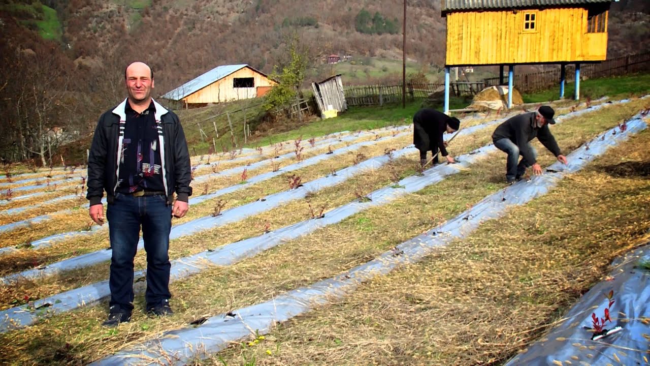 აგრო რჩევები | ლურჯი მოცვის სარგებელი