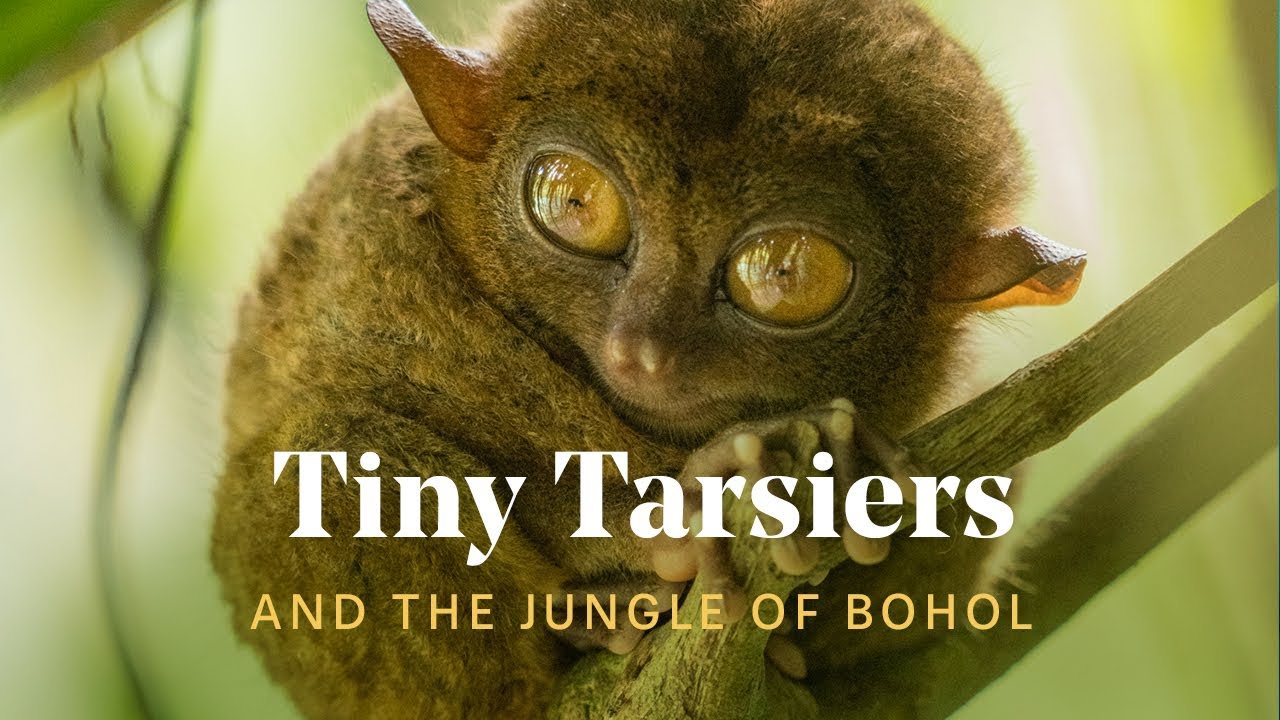 We found TINY TARSIERS in the Philippines 🐒🌿Best of Bohol