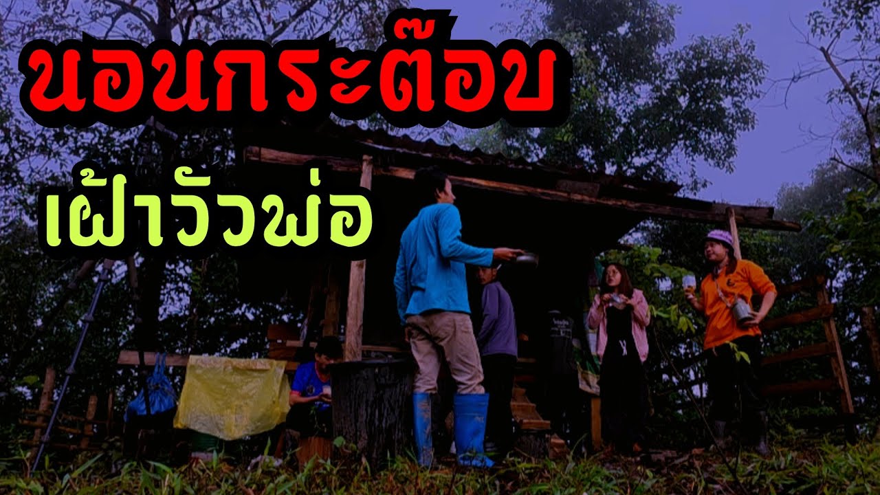 นอนเฝ้าเสือ!!! วรวิชพาไปนอนคอกวัวของพ่อ 1 คืน  ฝนตกตลอดทั้งคืน ยังอยู่ครบไหม?