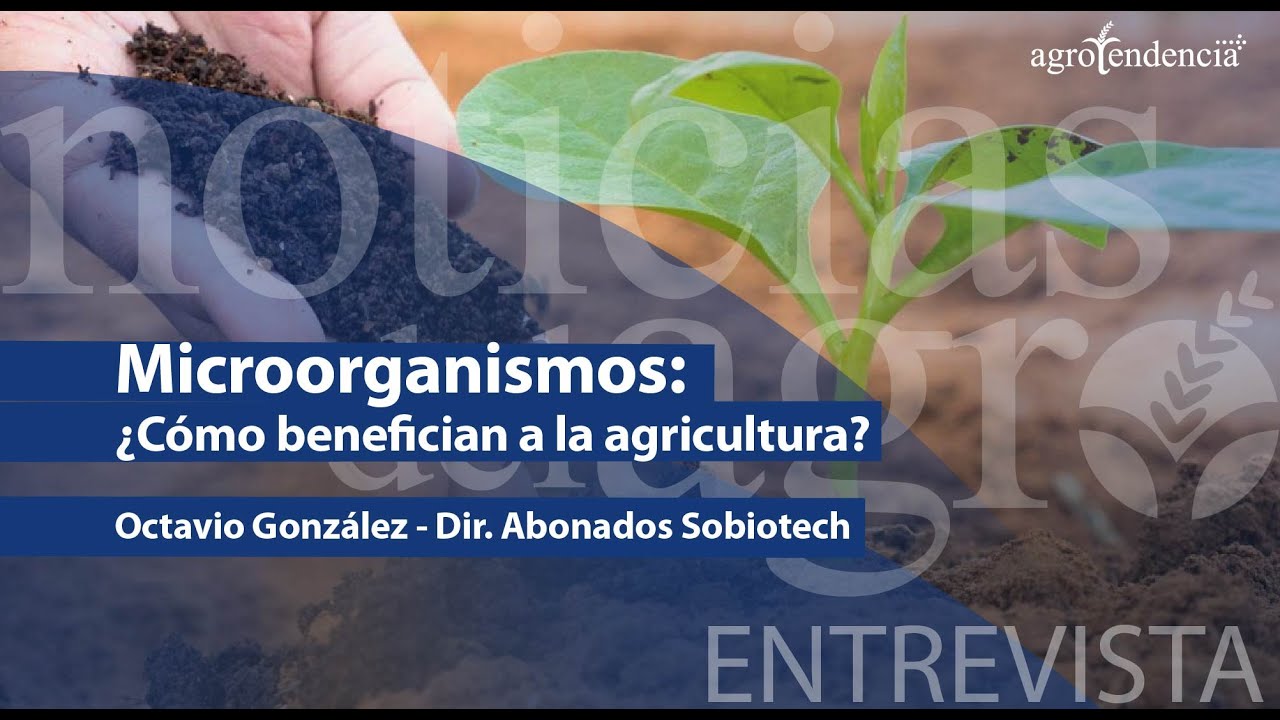 MICROORGANISMOS ¿Cómo benefician a la agricultura?🌱