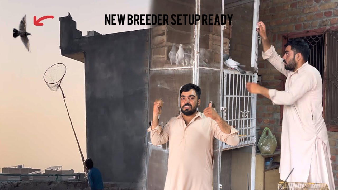 Bacha na kabootar ka shikar kar lie😆New breeder setup ready#pigeon #kabootar #vlog g