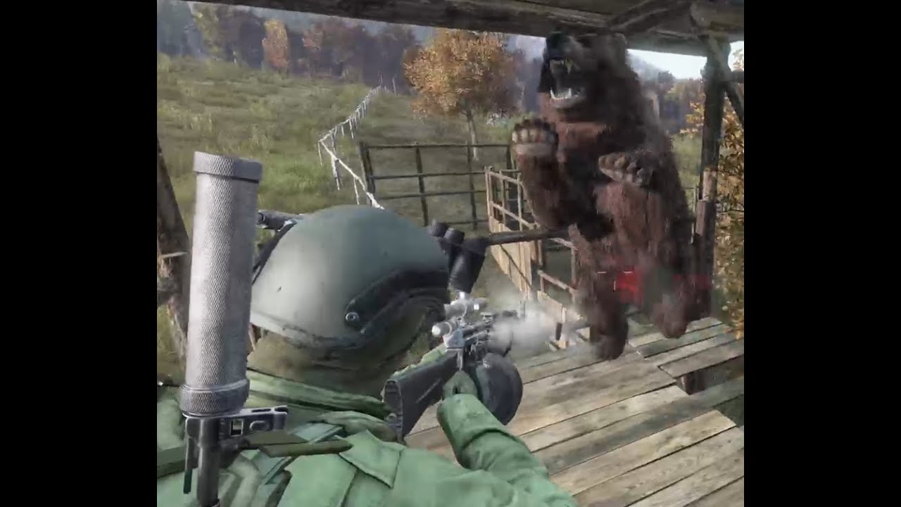 DayZ Xbox Bear Warz:  Bear Fight at the Brena Corral