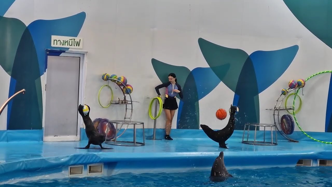 Sea Lion Shil