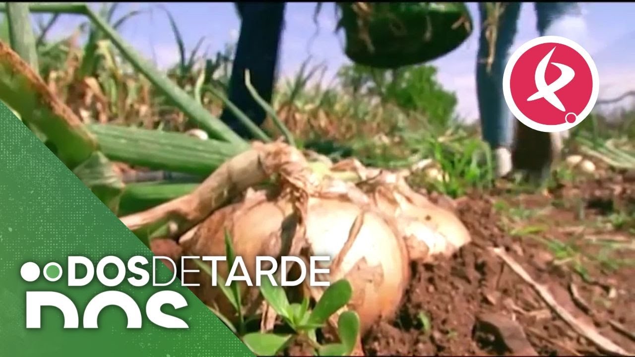 Cebollas de más de 2 kilos | Dos de Tarde