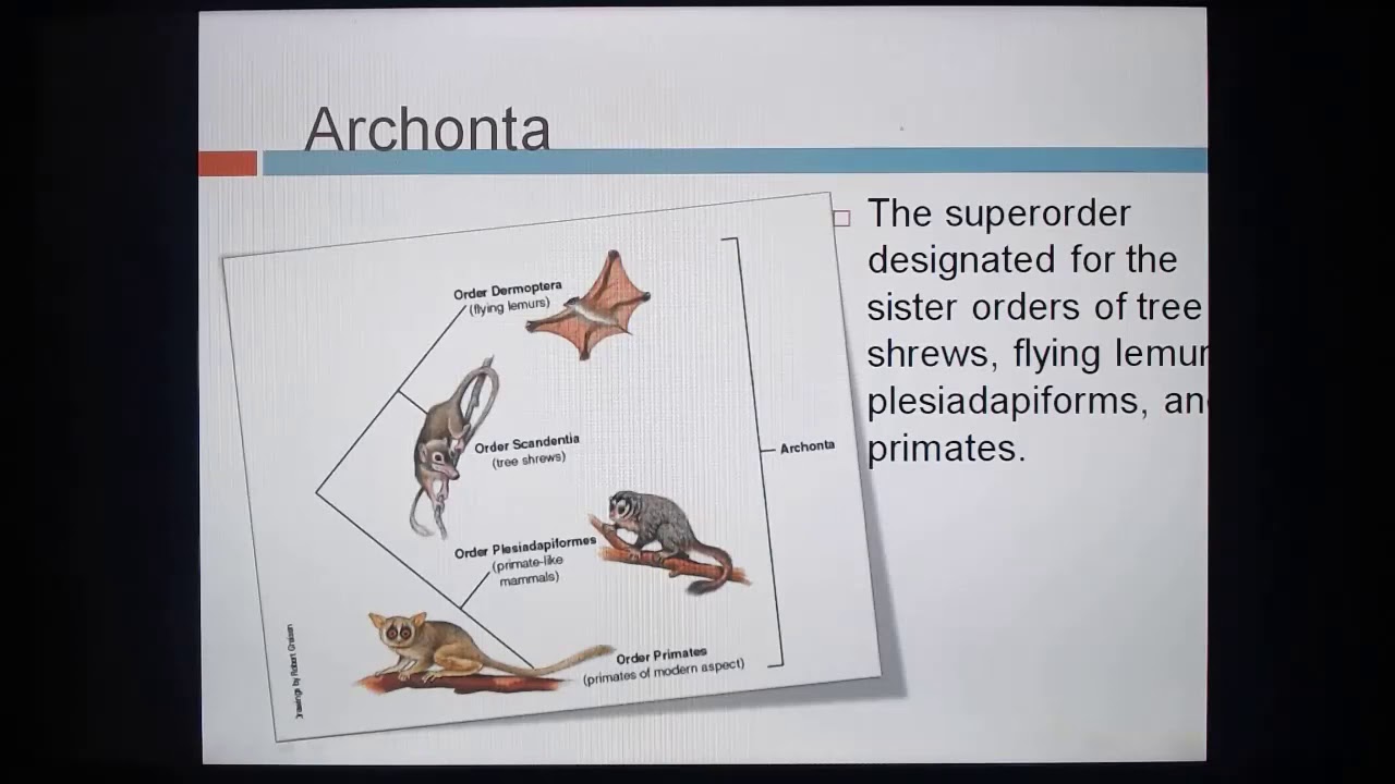 Fuentes Ch 6 slides 27 to 40 Early Primate Evolution redo