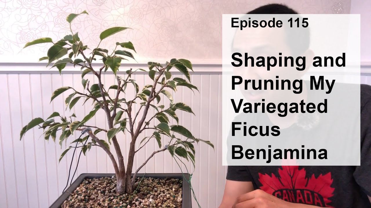 Episode 115, Shaping and Pruning My Variegated Ficus Benjamina