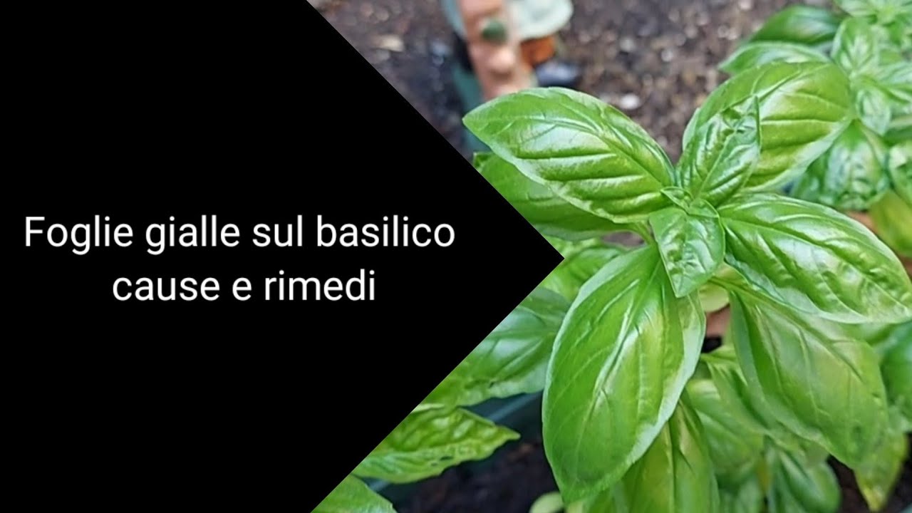 Foglie gialle sul basilico cause e rimedi